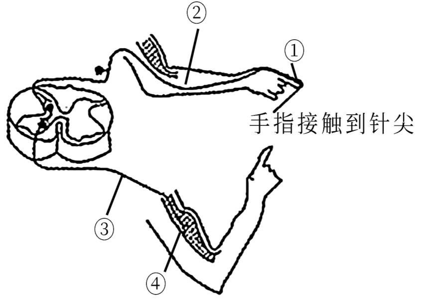 ④是感受器 【知识点】反射与反射弧解读