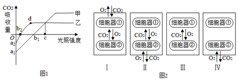 下图为植物体内发生的光合作用和光呼吸作用的示意图,相关叙述正确的