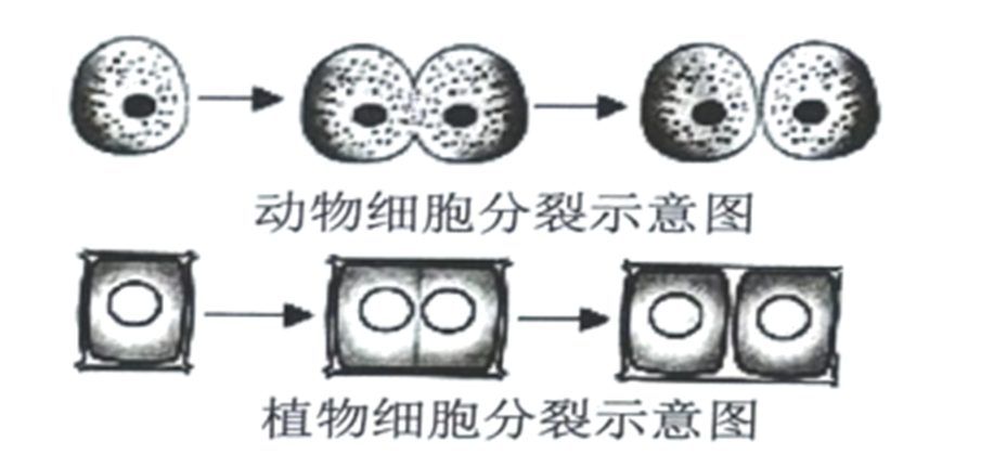 下图是动,植物细胞分裂示意图,关于细胞分裂的描述错误的是)