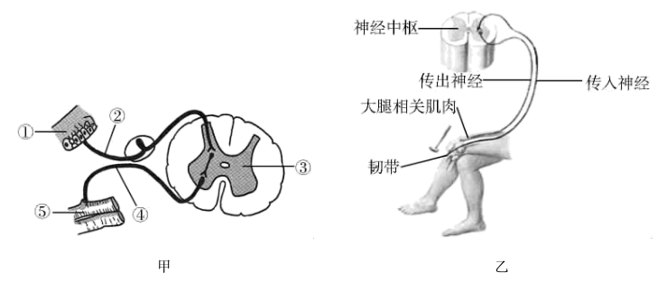 如图是人体膝跳反射示意图,请据图回答问题.