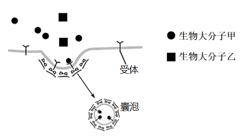 经胞吞作用进入细胞的过程(如下图所示)