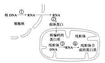 下图为某种真菌线粒体中蛋白质的生物合成示意图请据图回答下列问题