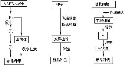 单倍体育种的遗传图解图片