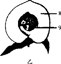 桃子果实结构图片
