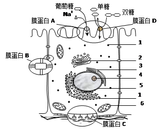 小肠上皮细胞结构图片