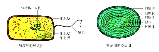 下图分别是细菌和蓝藻的结构模式图据图回答下列问题