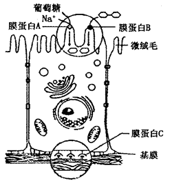 小肠上皮细胞手绘图片