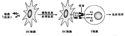 (1)dc細胞處理抗原後,細胞外出現特殊結構能與t細胞有識別作用的受體