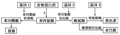 苯丙酮尿症发病机制图片