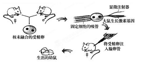 转基因鼠构建图片