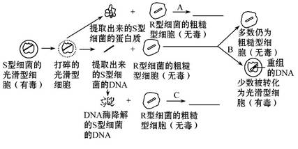 艾弗里转化实验图片