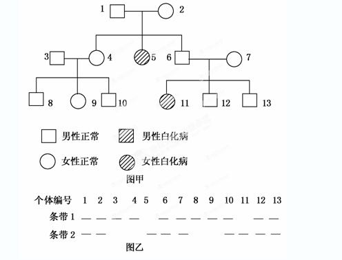 白化病遗传系谱图图片