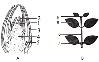 7由發育而來;6由發育而來(3)由此可見,葉芽將來發育成