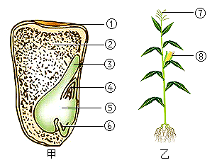 下图是玉米种子和植株示意图,请据图回答下列问题