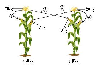 雌雄同株玉米图片