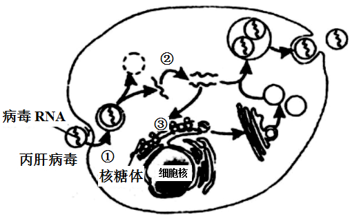肺炎链球菌结构图图片