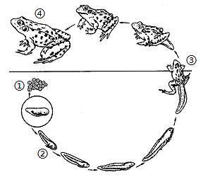 蛙的泄殖系统手绘图图片