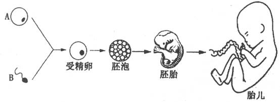 下图是人的生殖过程示意图(图中各个结构不是按照同一比例绘制),请据
