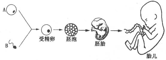 人类繁殖过程简易图片