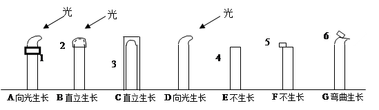 下图为几组胚芽鞘向光性实验的示意图试分析实验回答有关问题