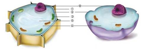 仔細觀察下面的動植物細胞結構比較圖下列選項中植物細胞和動物細胞都