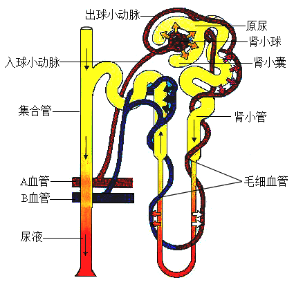 如圖為尿的形成示意圖請據圖回答問題