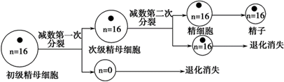 含有16條染色體(n=16),雄蜂可通過一種特殊的減數分裂方式形成精子