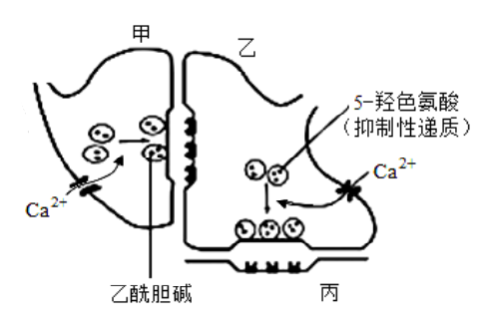 使ca2 內流,由此觸發突觸小泡前移並釋放神經遞質,乙酰膽鹼為興奮性