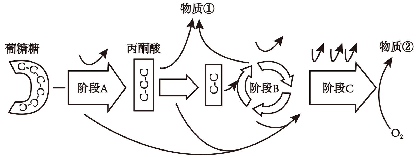 真核細胞需氧呼吸的基本過程示意圖如圖.下列敘述正確的是