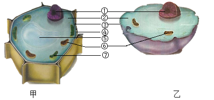 动植物细胞结构图的题图片