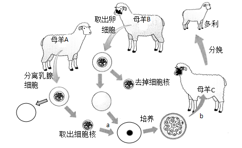 下图为克隆羊多利诞生的过程