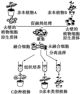 杂交示意图图片