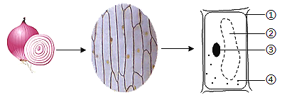 洋葱鳞片叶内表皮细胞临时装片,用显微镜观察后,绘制了细胞结构简图