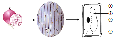 洋葱鳞片叶细胞图图片