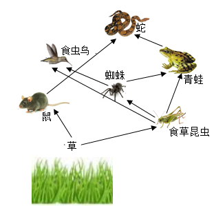 27 如图是某生态系统食物网简图,请据图回答问题