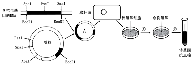 蘇雲金芽孢桿菌中的抗蟲基因(陰影表示)與質粒上有psti,smai,ecori