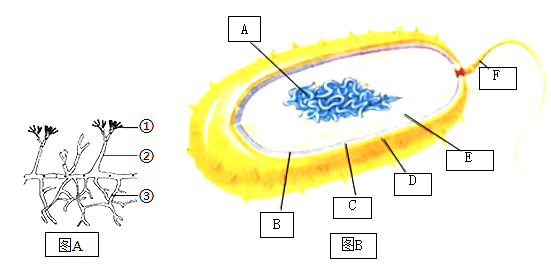 如图为某些真菌细菌的结构模式图请仔细观察回答下列问题