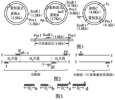 复制过程图解质粒多聚体切割目的基因氨苄青霉素及四环素抗性基因的