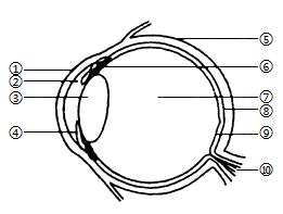 眼睛结构简图图片