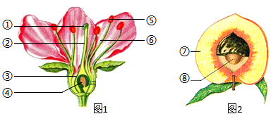 (1)雄蕊由[