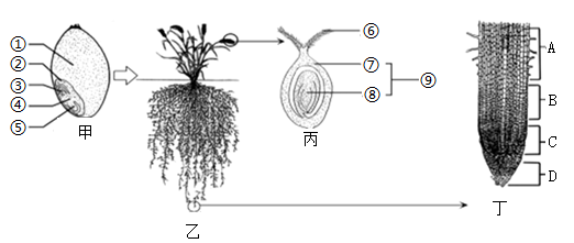 小麦植株结构示意图图片