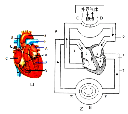 根據心臟結構和人體血液循環示意圖回答下列問題