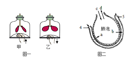 图二为肺泡和毛细血管之间的气体交换示意图,据图回答:(1)图一中瓶底