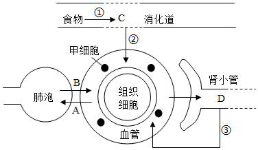 人体新陈代谢简图图片