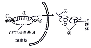 囊性纤维病是北美白种人中常见的一种遗传病研究表明囊性纤维病人主要