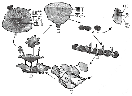 莲的一生生长示意图图片