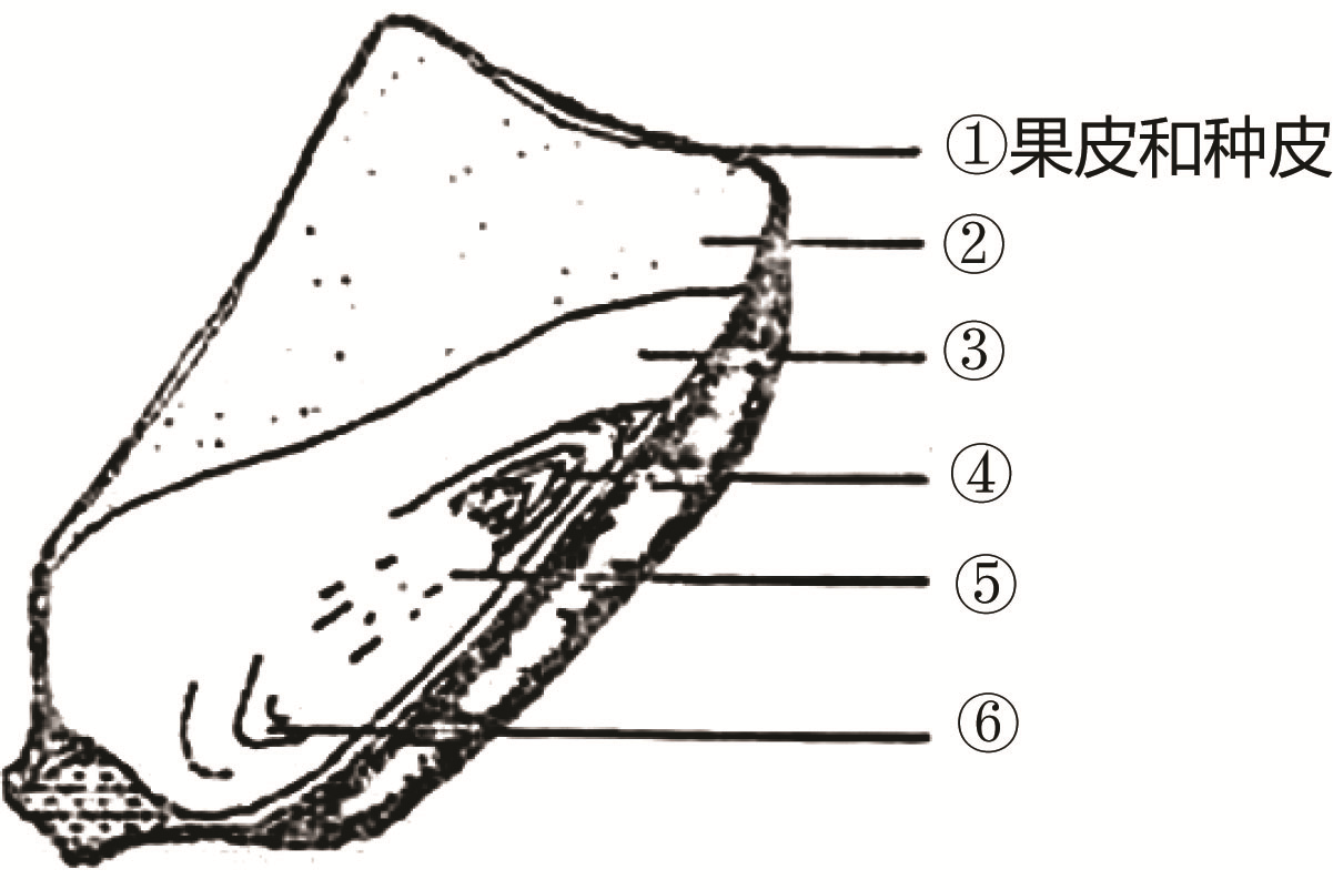 玉米种子的剖面图图片