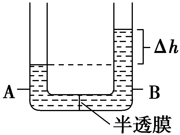 如图所示，u形管底部中央放置一半透膜(不允许溶质分子透过)。a液和b液原先体积相同，由于浓度不同，后来产生一个高度差Δ