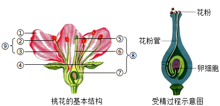 桃花的变化过程图片图片