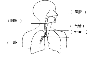 人体呼吸示意图简笔画图片